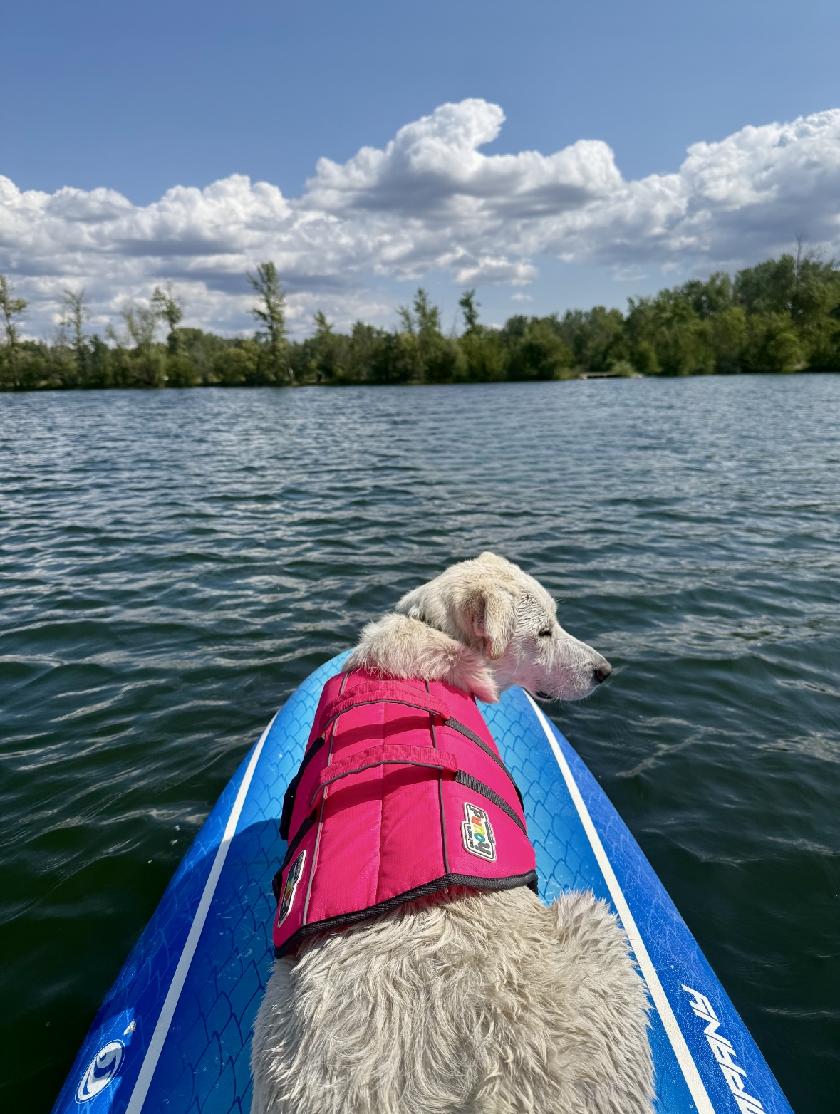 Nala on a paddleboard adventure wearing a life jacket