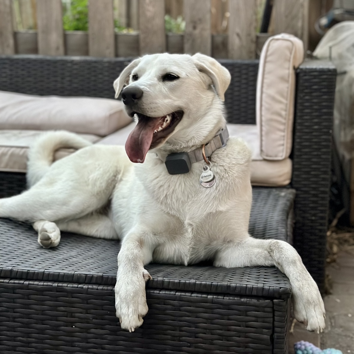 Nala relaxing on the patio with a big smile