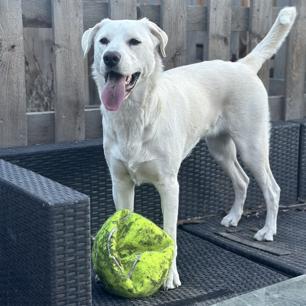 Nala standing happily with her tennis ball