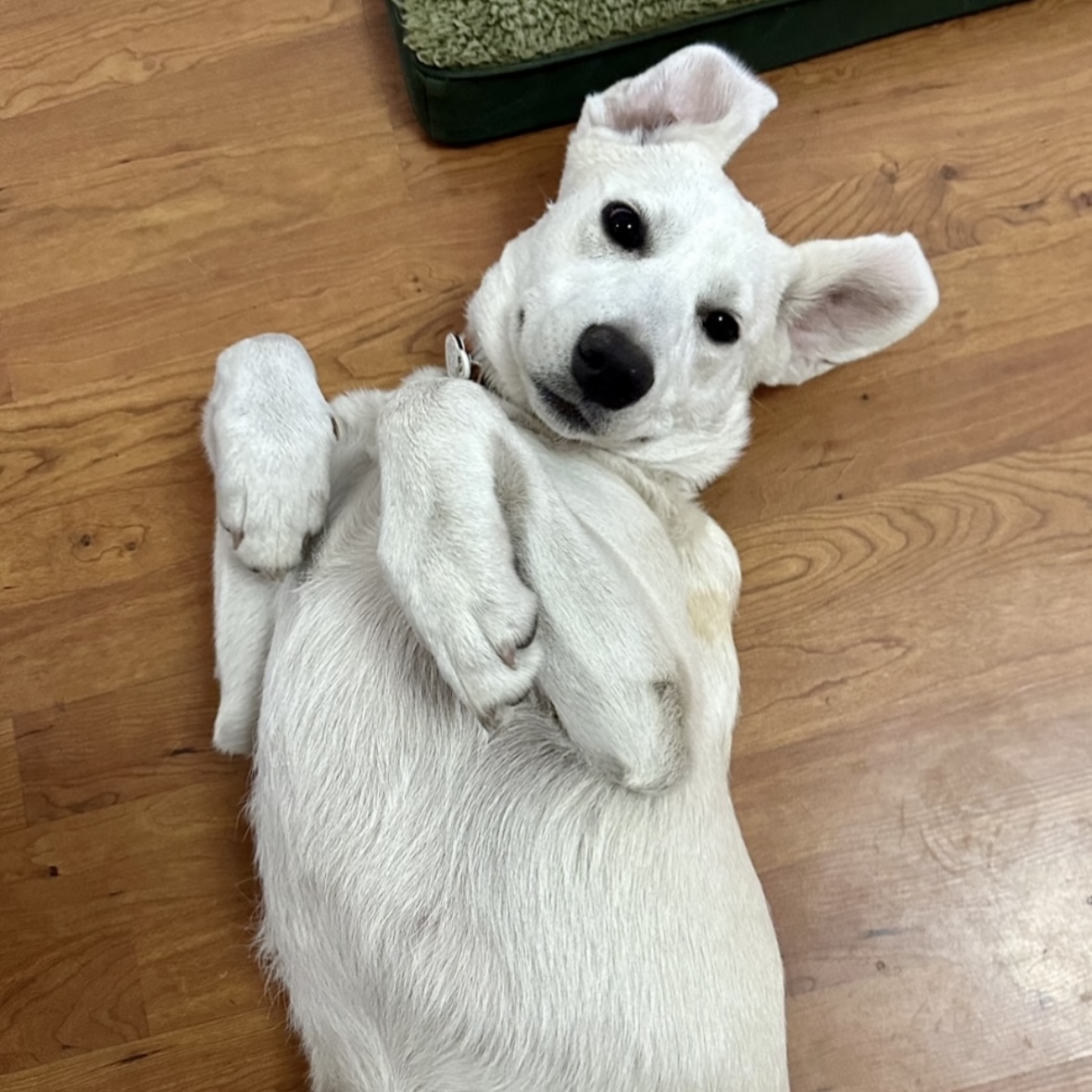 Nala in an adorable belly-up pose