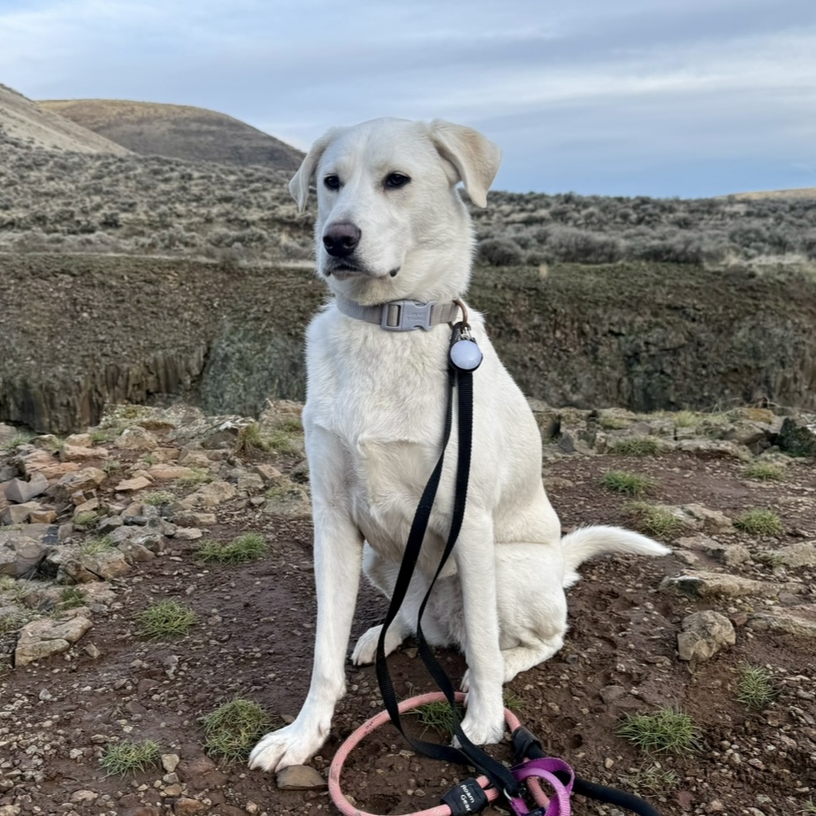 Nala sitting on a hiking trail in the Washington landscape